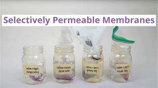 Selectively Permeable Membranes [upl. by Arlin]