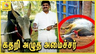 கதறி அழுத அமைச்சர்  Tamilnadu Minister Vijaya Baskars Bull Dies during Jallikattu [upl. by Dralliw]