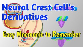 Neural crest cell derivatives Easy Mnemonic To Remember  Derivatives of Neural crest cells [upl. by Migeon]