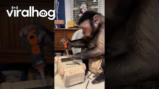 Capuchin Monkey Is Hard at Work  ViralHog [upl. by Noiz]