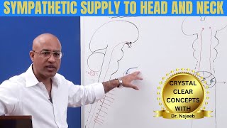 Sympathetic Supply to Head and Neck  Anatomy 🩺 [upl. by Nad877]