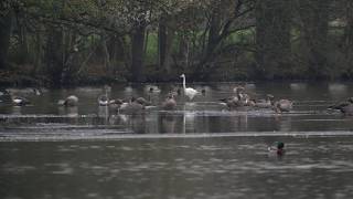 Natuurwandeling de Mosbulten [upl. by Kayla]