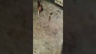 shihtzu Dog Barking Shih Tzu barking dogs shihtzupuppies [upl. by Buffy]