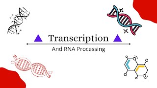 TRANSCRIPTION amp RNA PROCESSING Explained in Hindi  Transcription Unit  Cistron  Central Dogma [upl. by Elise469]