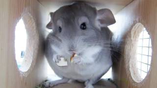 Chinchilla and Yummy Nut [upl. by Chilton]