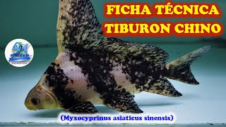 FICHA TÉCNICA TIBURÓN CHINO Myxocyprinus asiaticus sinensis [upl. by Muirhead]