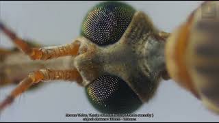 Exploring Tipula californica California cranefly under a Microscope [upl. by Rosabelle72]