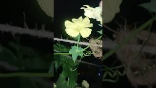 How to Hand Pollinate Plants Gardening Tips amp Tricks [upl. by Sibeal798]