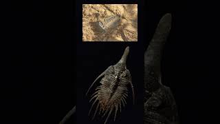 Mysterious Trilobites dinosaur giggleandlearn toddlers giggleandlearn [upl. by Anaeco895]