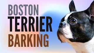 Boston Terrier Barking Way Too Much  2 Minutes [upl. by Matilde]