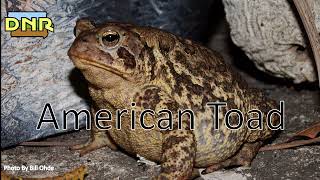 American Toad Calls Iowa DNR [upl. by Conard]