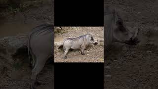 Le Phacochère est dangereux ou pas wildlife animals challenge funny funnyvideo foryou [upl. by Yrtsed]