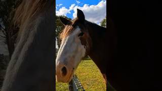 🇦🇺 Clydesdale Horses Wallerawang NSW ❤️ [upl. by Eniruam]