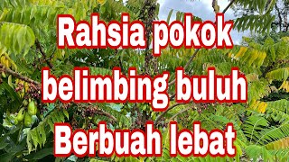 Tutorial pokok belimbing buluh berbuah lebat [upl. by Edison379]