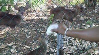 Baby Barking Deer [upl. by Gold]