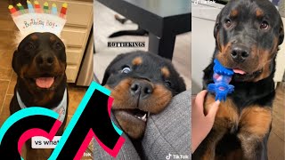 The Coolest Rottweiler TikTok Compilation  Dogs Of TikTok [upl. by Maclean968]