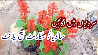 How to Grow amp Care of Salvia  Scarlet Sage Plant scarlet sage shorts [upl. by Nysila]