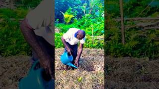 Bed making mulching beds watering veggies and weeding Rural vegetable garden short [upl. by Dnomyaw]