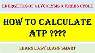 Energetics of Glycolysis and Krebs Cycle  How to calculate ATP [upl. by Laurent]