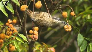 Paradise Riflebird [upl. by Lorine]