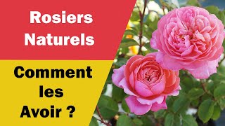 Meilleurs Astuces pour Avoir de Beaux Rosiers Naturels [upl. by Autumn]