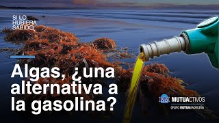 Cómo utilizar las algas para sustituir la gasolina  Si lo hubiera sabido [upl. by Maud]