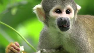 Squirrel Monkeys and Humans Share a Common Ancestor — HHMI BioInteractive Video [upl. by Eirovi]