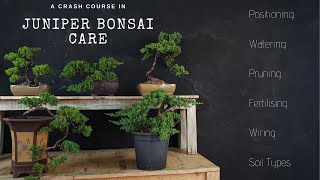 How To Care For Juniper Bonsai  2019  A JUNIPER CRASH COURSE [upl. by Ambrosia]