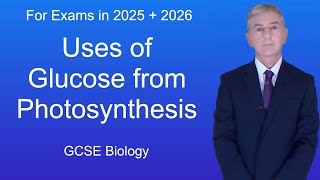 GCSE Biology Revision quotUses of Glucose from Photosynthesisquot [upl. by Ainad267]