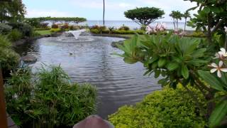 Aston at The Whaler on Kaanapali Beach [upl. by Brocklin120]