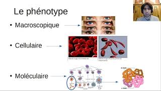 Le phénotype et son lien avec lADN [upl. by Nehtanhoj761]