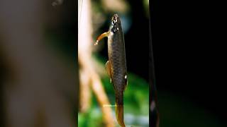 Splash Tetra Fish Gave Eggs Outside Of the Water😱‼️wildfishshortsviral bettafishfood [upl. by Xer]