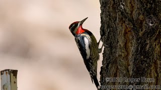 HDObservations  RedNaped Sapsucker 4K UHD [upl. by Deehsar]