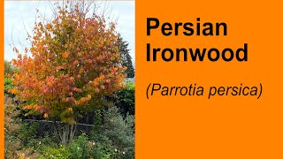 Persian Ironwood Parrotia persica Fall Color [upl. by Eenert]