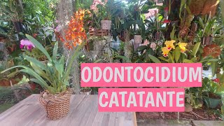 ODONTOCIDIUM CATATANTE [upl. by Ennalorac181]