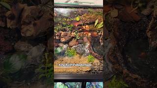 New Paludarium built paludarium terrarium plants foryou fyp parati enjoy new [upl. by Bocoj710]