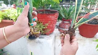 Propagation of Snake Plant  Sensieveria  Mother In Laws Tongue Plant [upl. by Reniar]