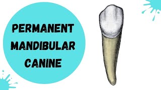 Permanent Mandibular Canine  Tooth Morphology [upl. by Ttemme]