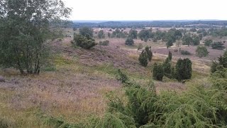 Heideblüte am Wilseder Berg und Totengrund Lüneburger Heide [upl. by Rebliw]