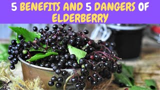 5 Benefits and 5 Dangers Of Elderberry [upl. by Baese808]