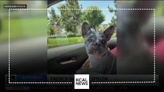 French bulldog stolen out of Highland familys backyard [upl. by Joell]