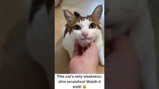 This cats only weakness Chin scratches  Watch it melt [upl. by Wyly37]