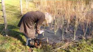 Willow Coppicing Guide [upl. by Ahseka386]