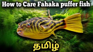 How to Care Fahaka Puffer fish  Tamil [upl. by Napier]