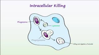 Phagocytosis [upl. by Drofwarc465]