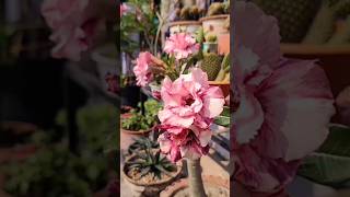 how to graft adenium [upl. by Leila374]