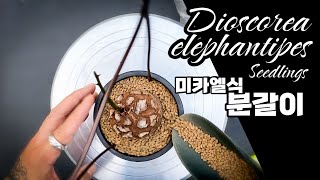 구갑룡 분갈이 DIOSCOREA ELEPHANTIPES REPOTTING 亀甲竜 植え替える方法 아프리카식물  괴근식물 [upl. by Erdnad523]