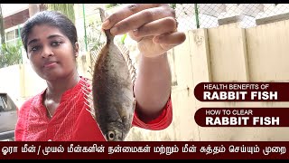 Rabbit Fish  Rabbit Fish Benefits  Rabbit Fish Clearing  Ora Fish  Ora Fish Benefits [upl. by Aiuqenehs]