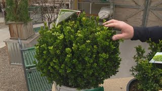 Pat Sullivans tips for planting caring for boxwood shrubs [upl. by Broida]