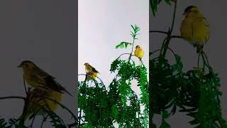 The yellowfaced siskin is a species of finch in thefamily Fringillidae finches wildlifeshorts [upl. by Nalahs]